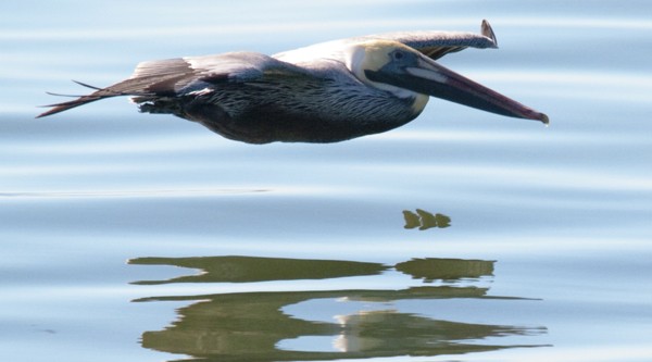 Pelican coming in for a landing - Ground Effect