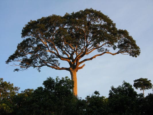 Trees in Panguana, in the Amazon Rainforest