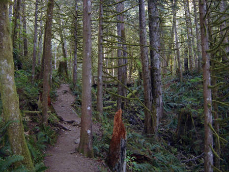 Hiking trail at Wallace Falls State Park