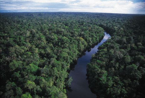 A river in the Amazon jungle, which Juliane Koepcke floated and swam in.