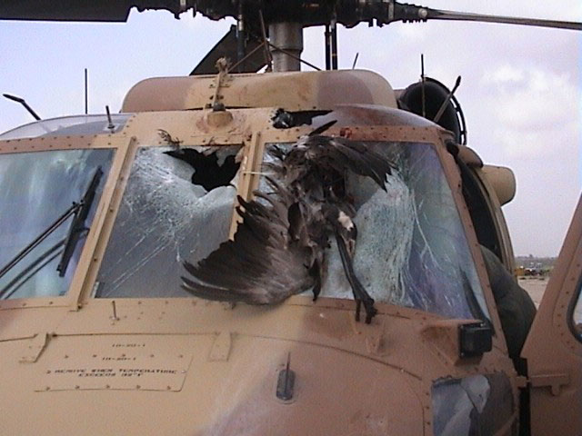 A Sikorsky UH-60 Blackhawk after a bird strike