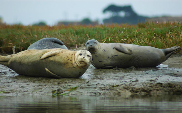 Seals at Elkhorn Slough on Monterey Bay