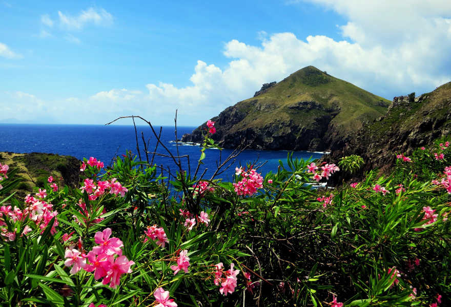 Saba Flowers - Saba and the Juancho E Yrausquin Airport