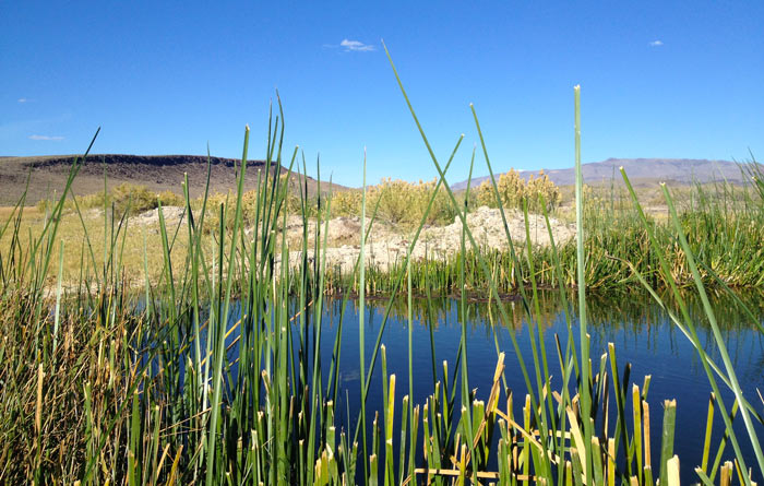 Pond in the black rock desert